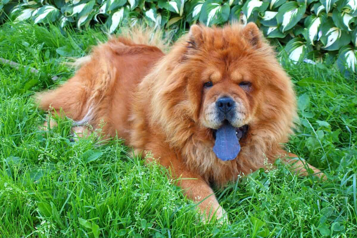 Chow Chow dog with purple tongue