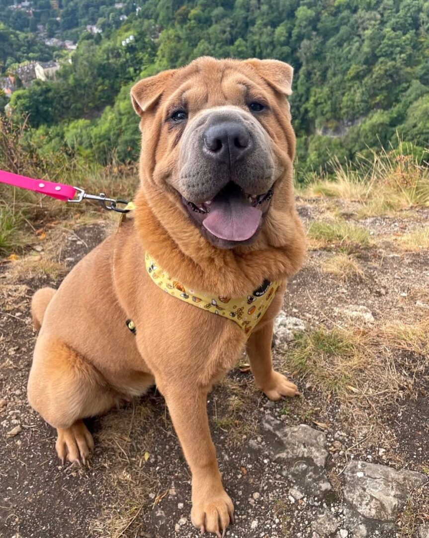 37 Interesting SharPei Mixes You Must See (With Pictures)