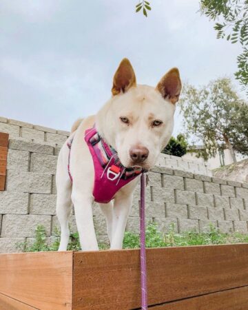 Unleashing The Power Loyalty Pitbull Chow Chow Mixes - r0sl7zb