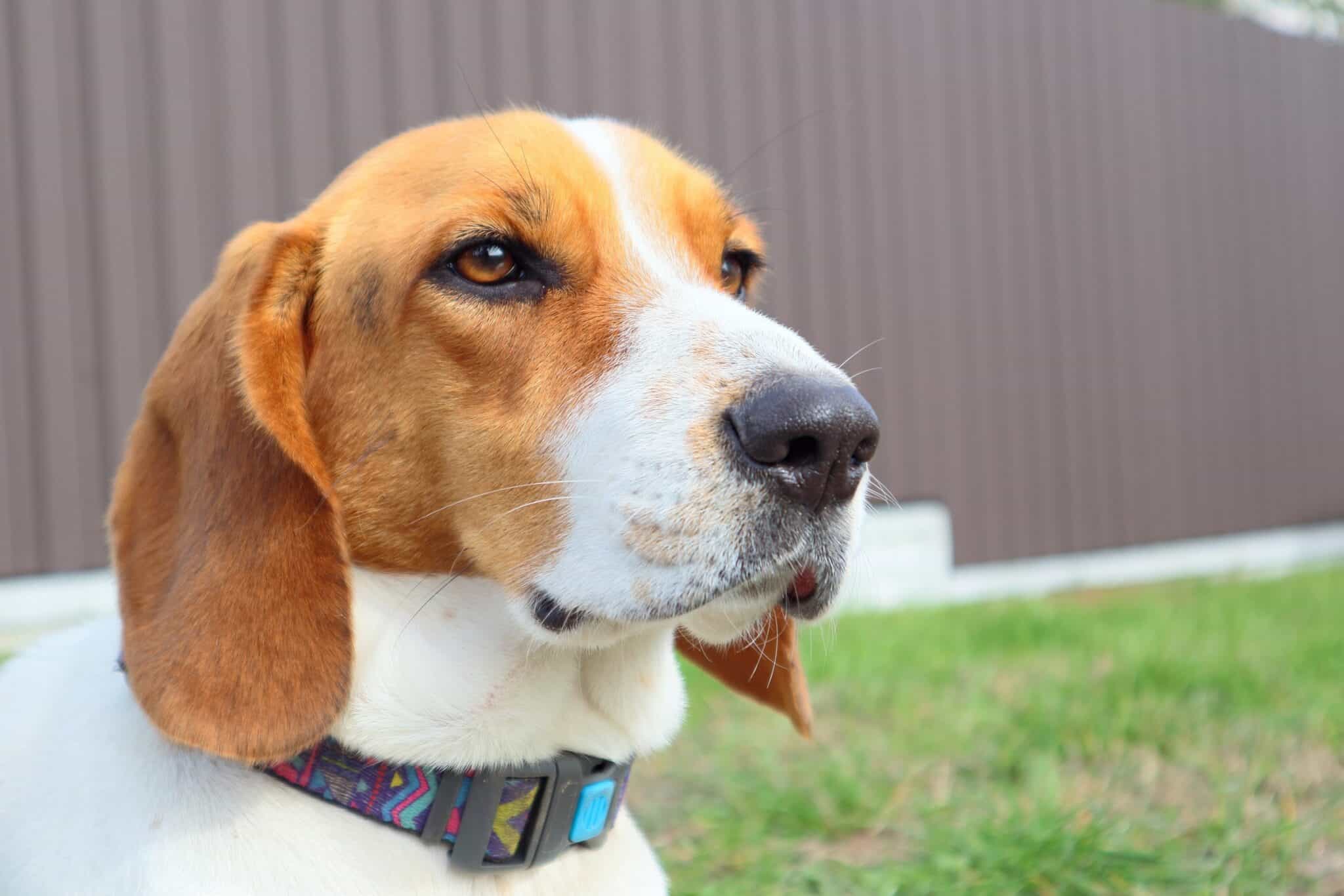 Why Is My Dog's Nose Dry? (Top 11 Reasons & What to Do)