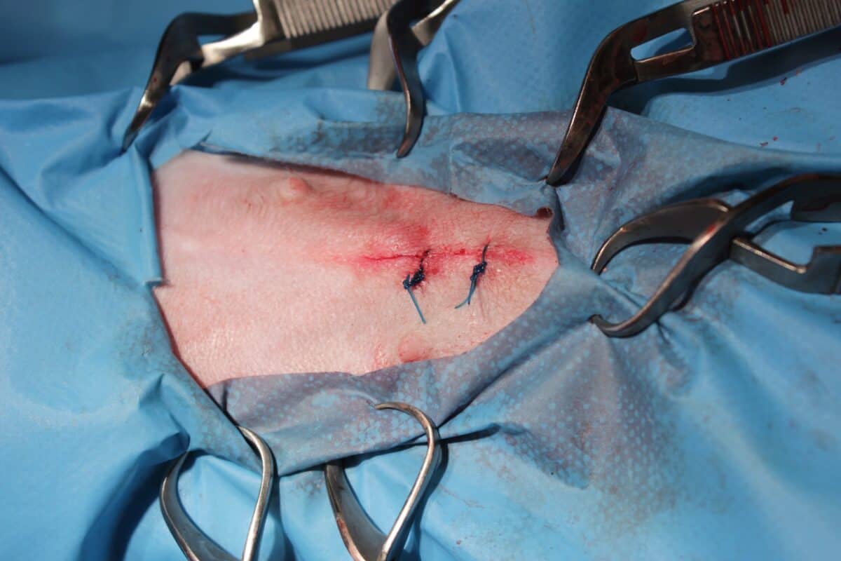 Close up of dog spay incision surgery