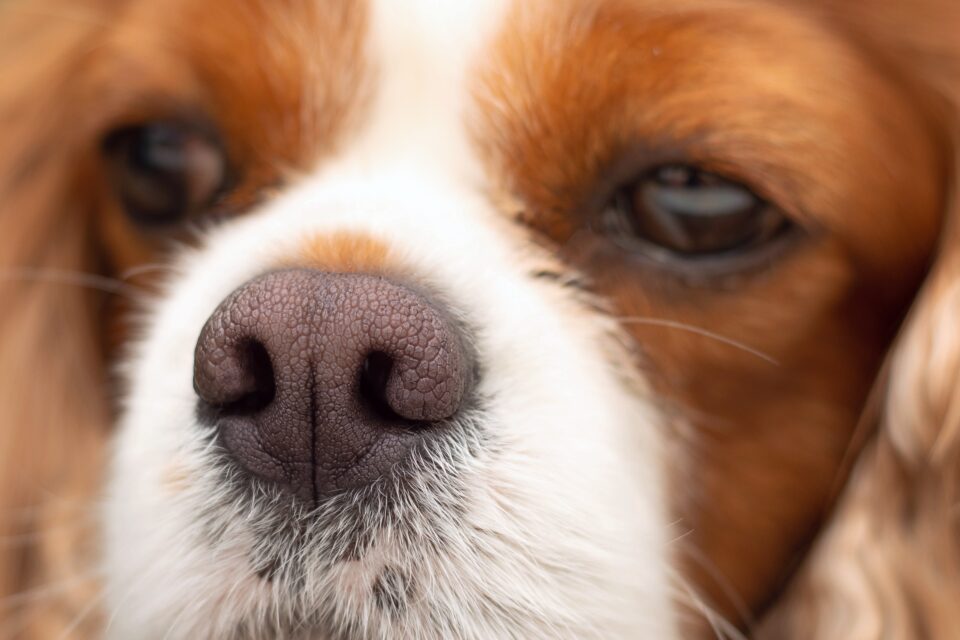 Why Is My Dog's Nose Dry? (Top 11 Reasons & What to Do)