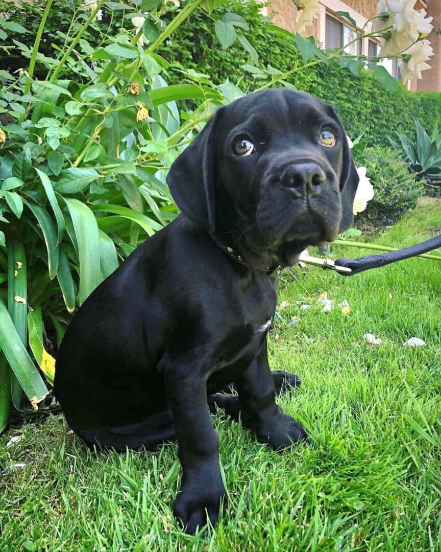 French Bulldog Mixes 38 Adorable Frenchie Crossbreeds!