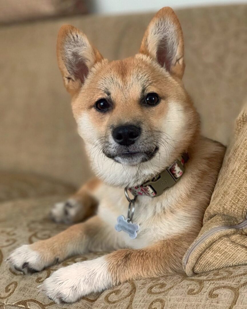 Shiba Inu Mixes 20 Different Shiba Crossbreeds