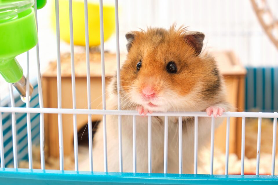 Picture of How Much Does a Hamster Cost? (2026 Price Guide)