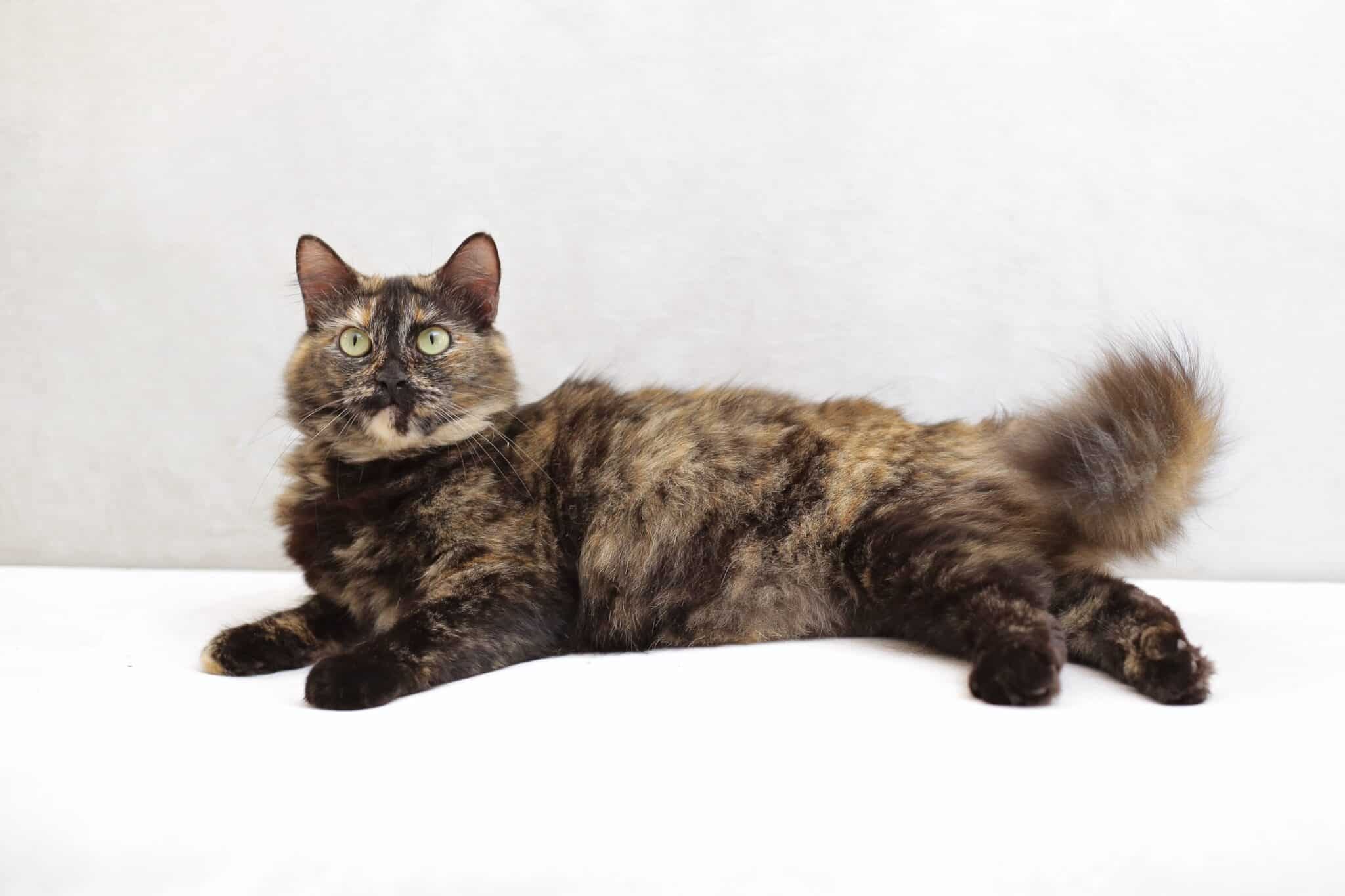 Long Hair Tortoiseshell Cat: Facts, Pictures, Genetics & FAQs