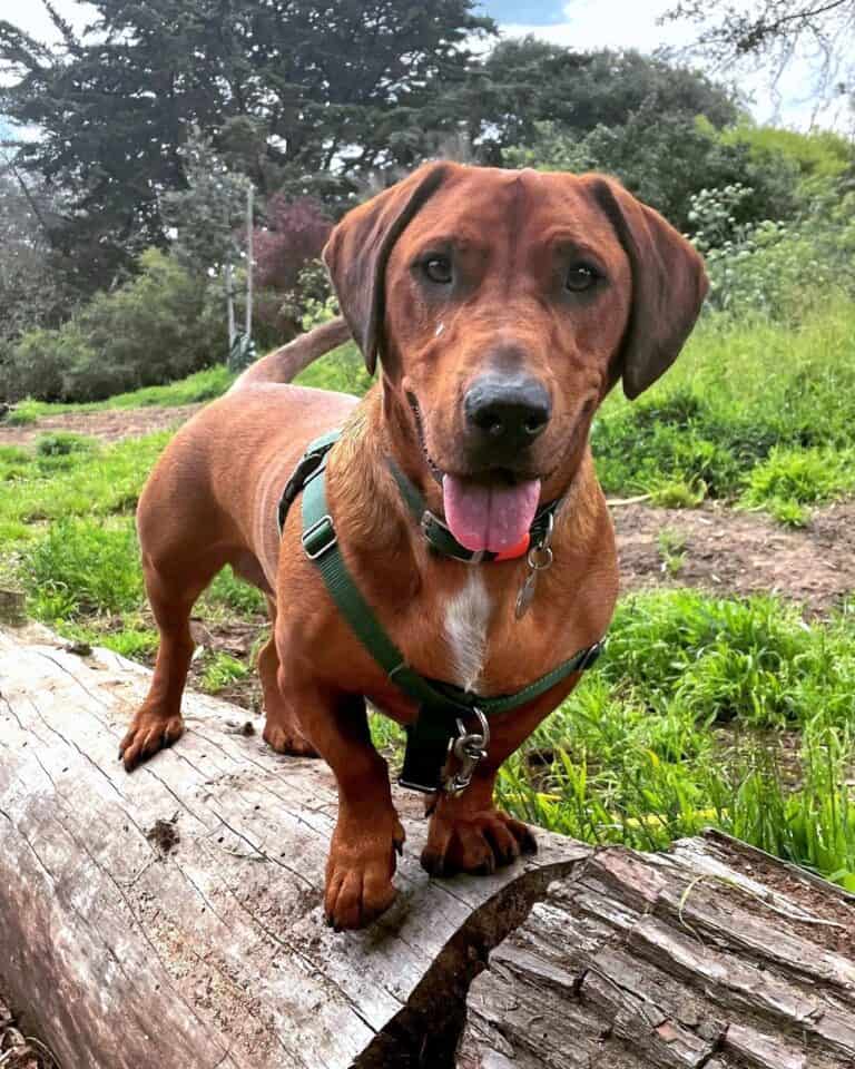 Rottweiler Mixes: 41 Best Rottie Crossbreeds (With Pictures)
