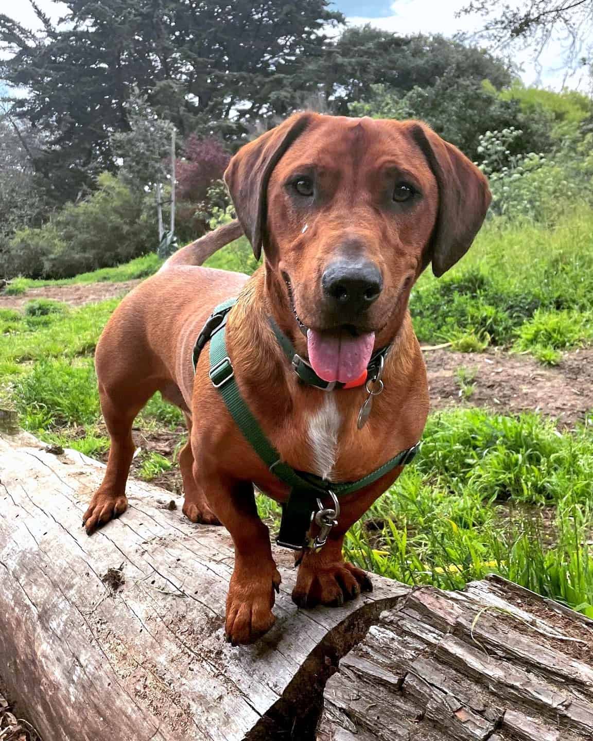 Rottweiler Mixes 41 Best Rottie Crossbreeds With Pictures 