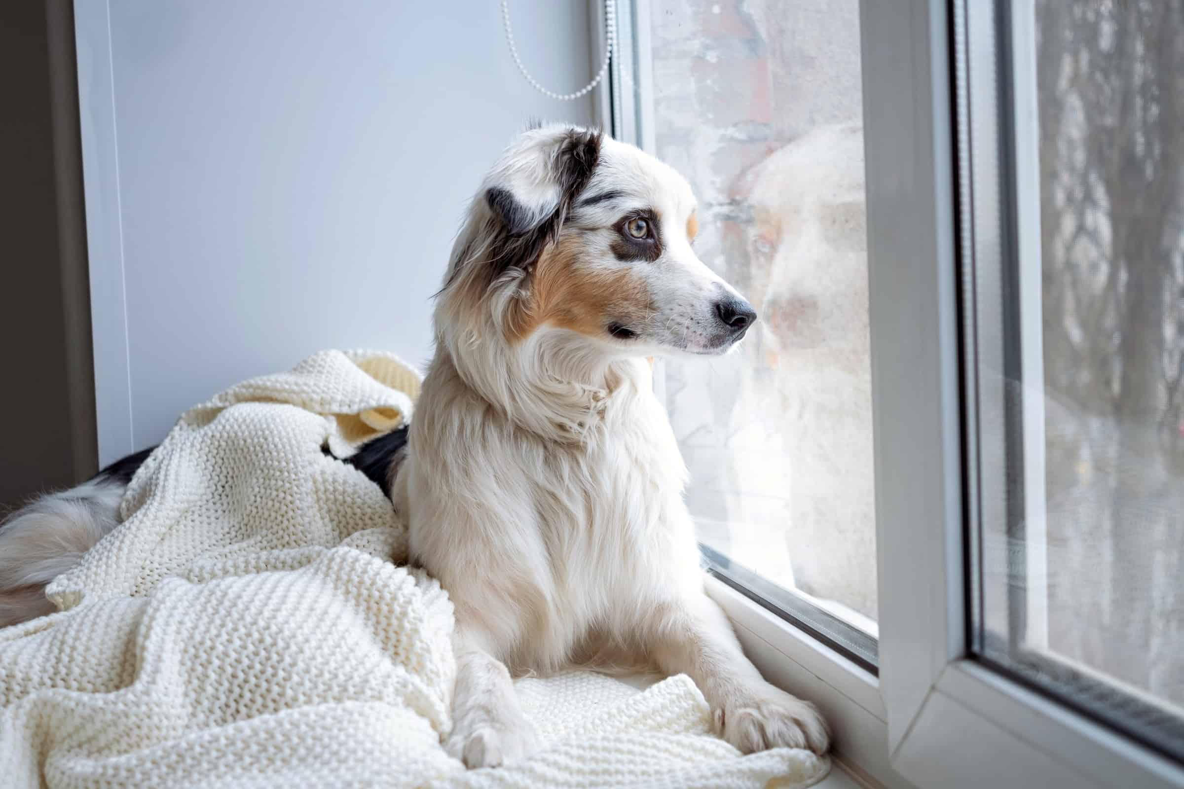 Australian Shepherd Shedding How Much Do Aussies Shed?