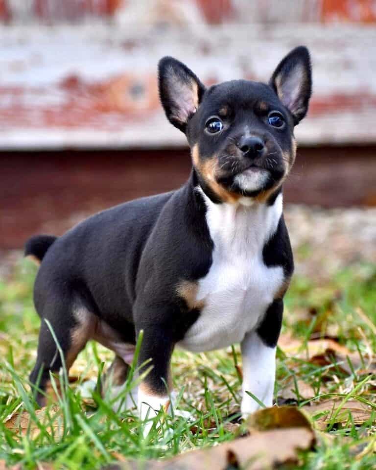 Decker Rat Terrier | Breed Information, Pictures, Facts & FAQs
