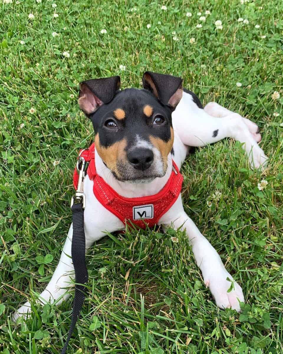 Decker Rat Terrier puppy lying on grass