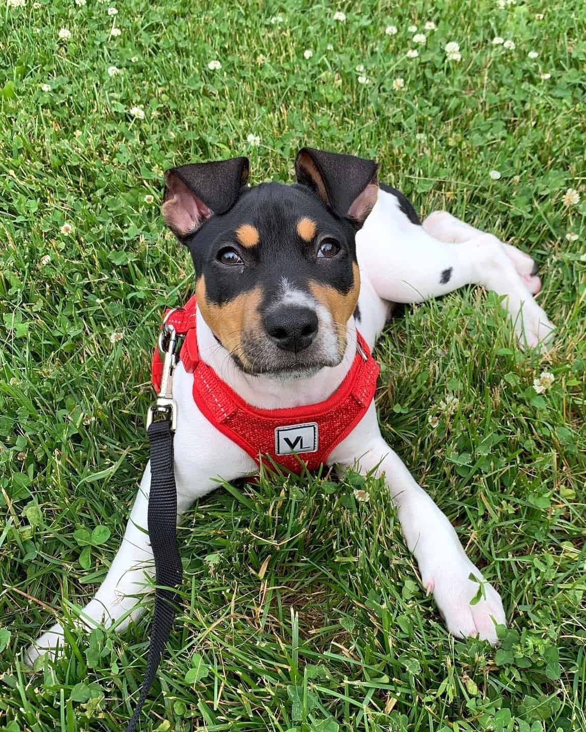 Decker Rat Terrier Breed Information, Pictures, Facts & FAQs