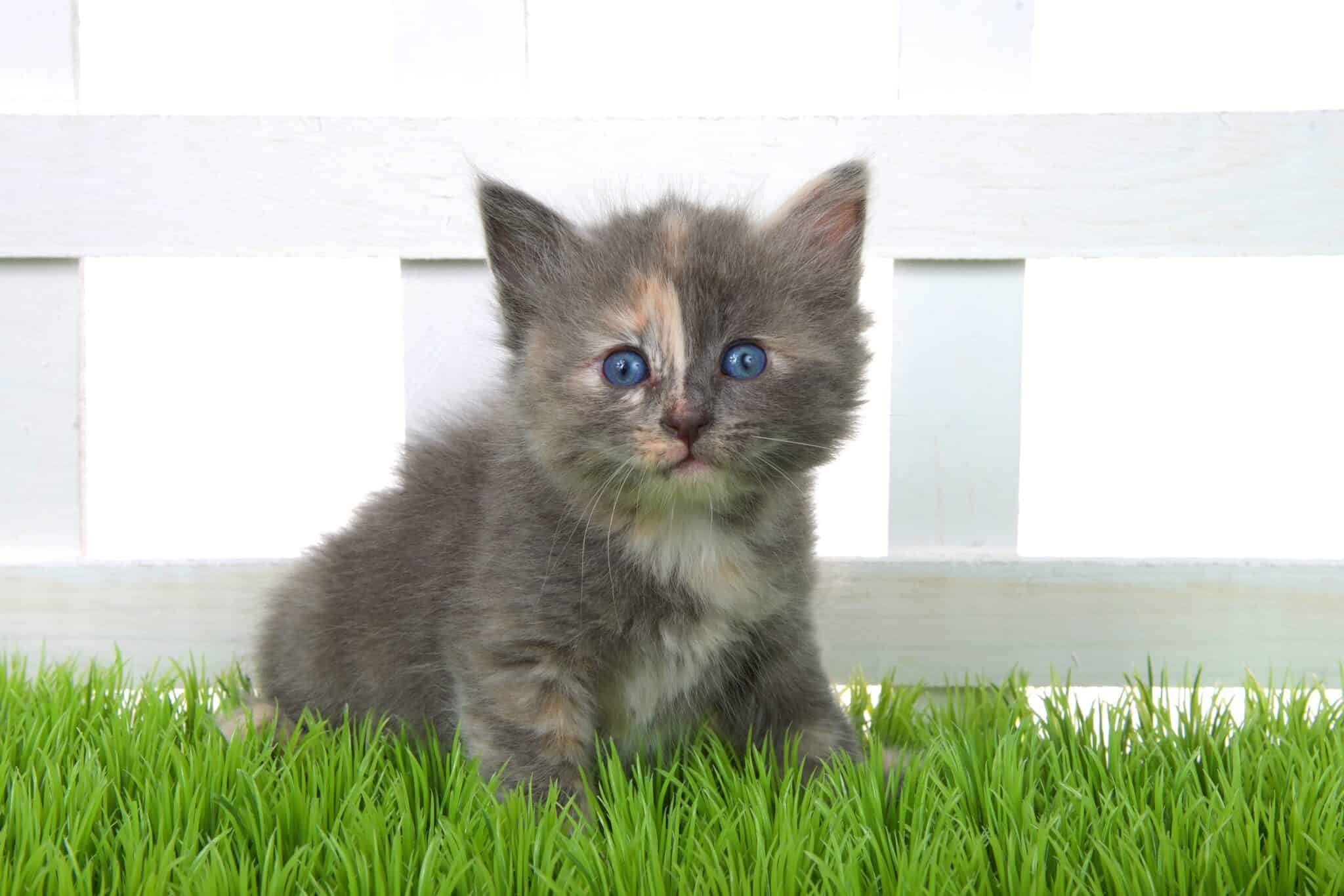 Dilute Tortie Cat Facts, Health & FAQs