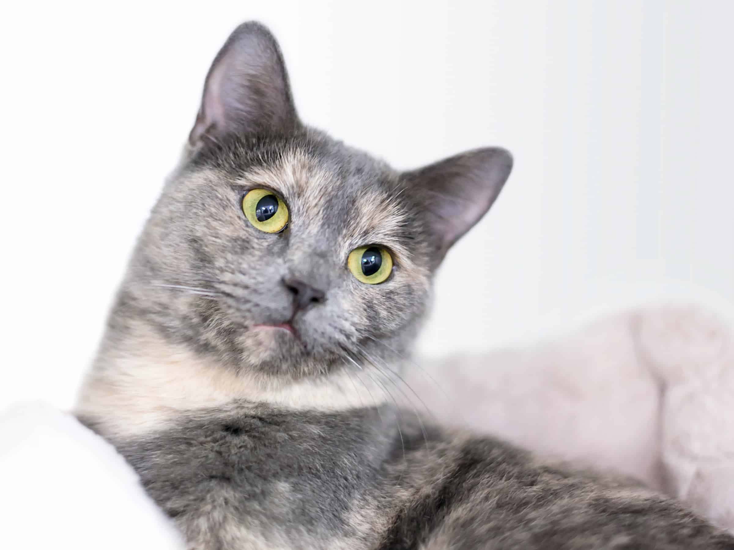 Dilute Tortie Cat Facts, Health & FAQs (With Pictures!)