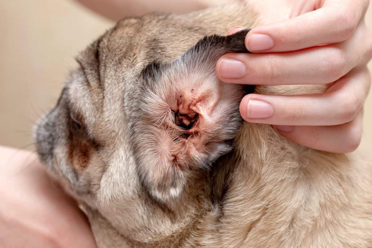 Dirty ear of the dog with ear mites