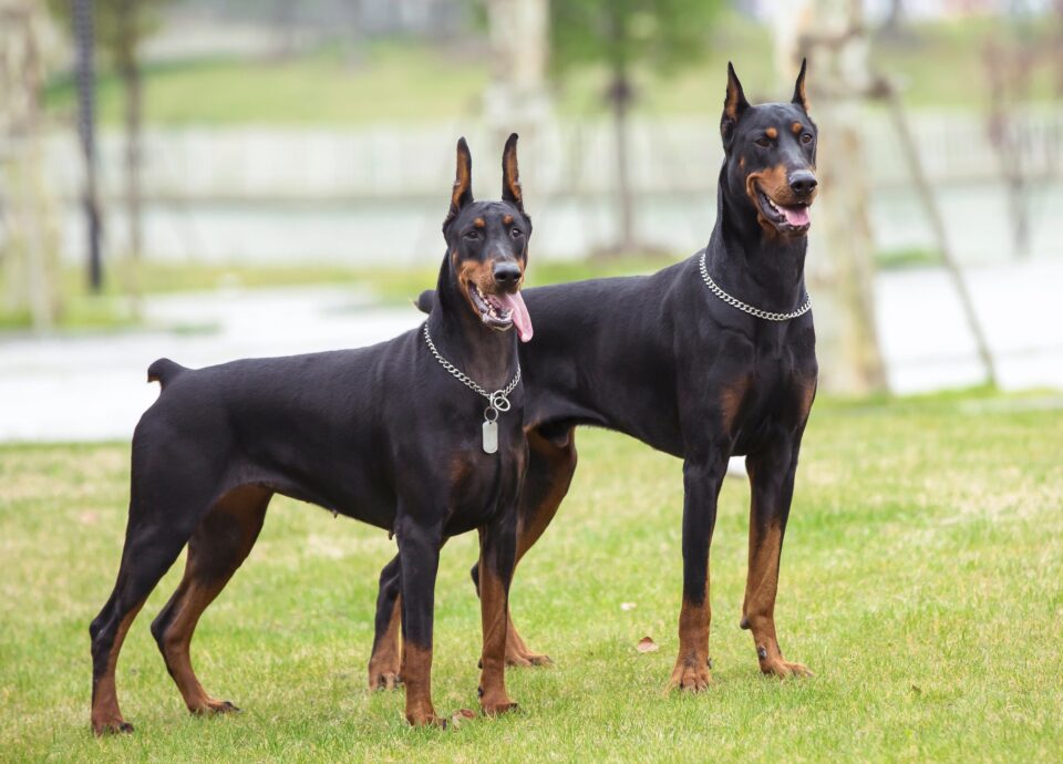 Doberman Ear Cropping Everything You Need to Know
