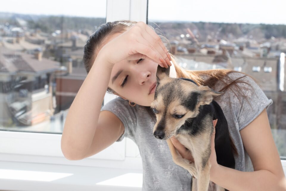 6 Reasons Why Your Dog's Ears Smell (and How to Clean Them)