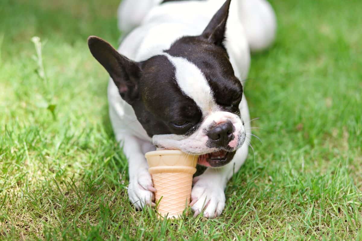 Dog cobbing a toy on grass field