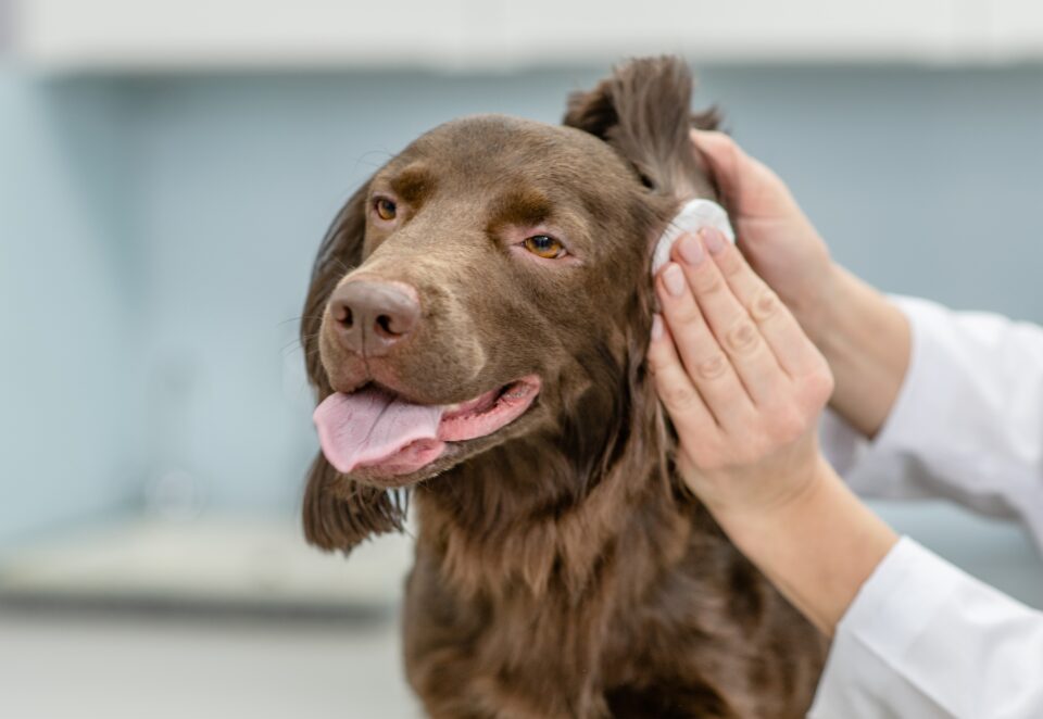 6 Reasons Why Your Dog's Ears Smell (and How to Clean Them)
