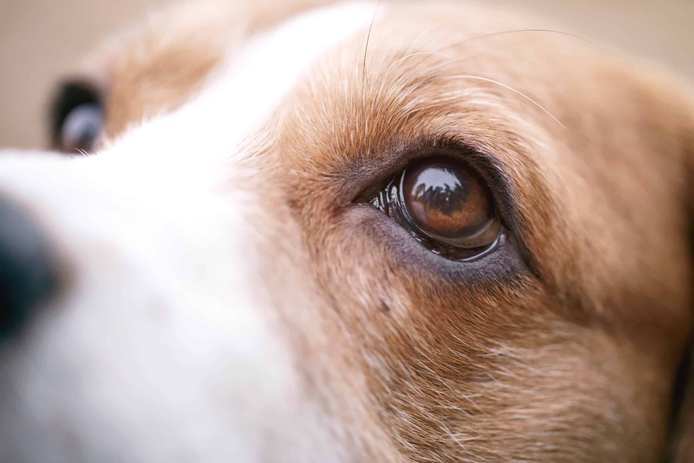 Can Dogs Cause Blepharitis In Humans
