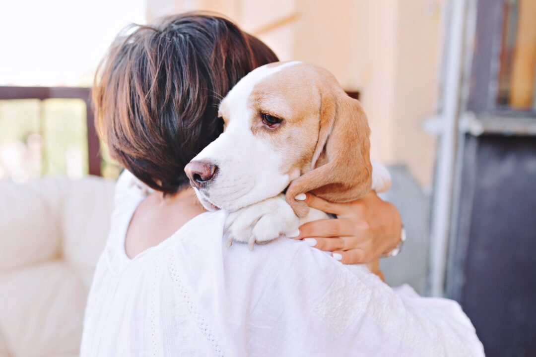 Dog Yelps When Picked Up (Top 10 Reasons & What to Do)