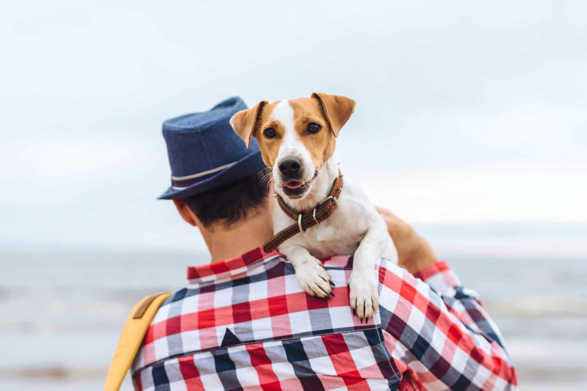 Dog Yelps When Picked Up (Top 10 Reasons & What to Do)