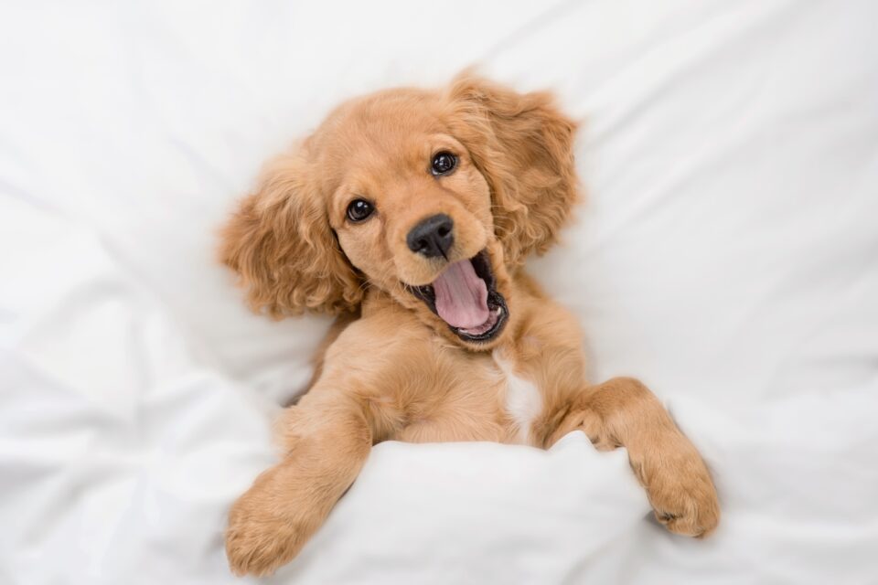 Why Do Dogs Keep Making Chewing Motions? (Top 14 Reasons)