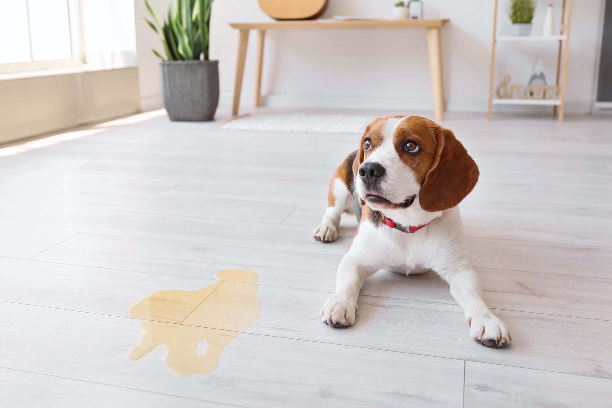 Dog Urine Color What Does Your Dog's Urine Color Mean?