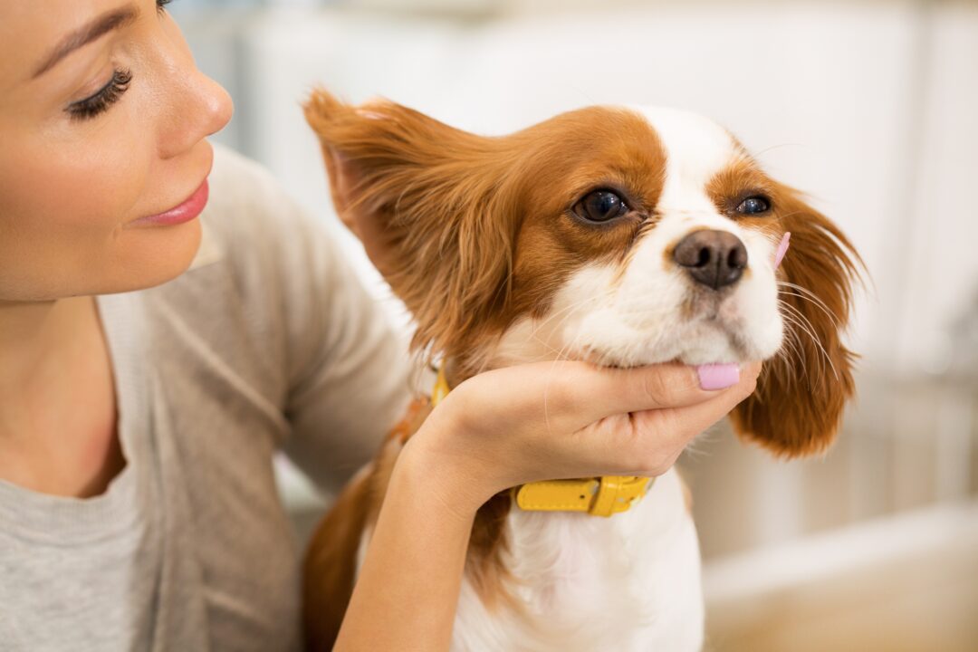 6 Reasons Why Your Dog's Ears Smell (and How to Clean Them)