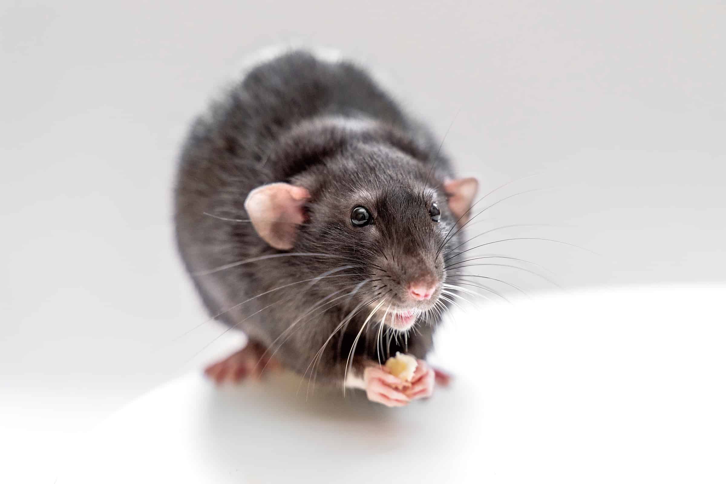 Dumbo Rat Facts, Behavior, Prices & Care (With Pictures)