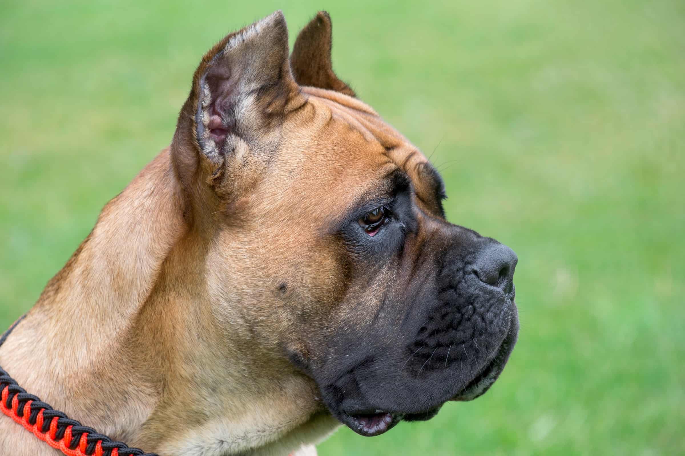Cane Corso Ear Cropping Everything You Need to Know