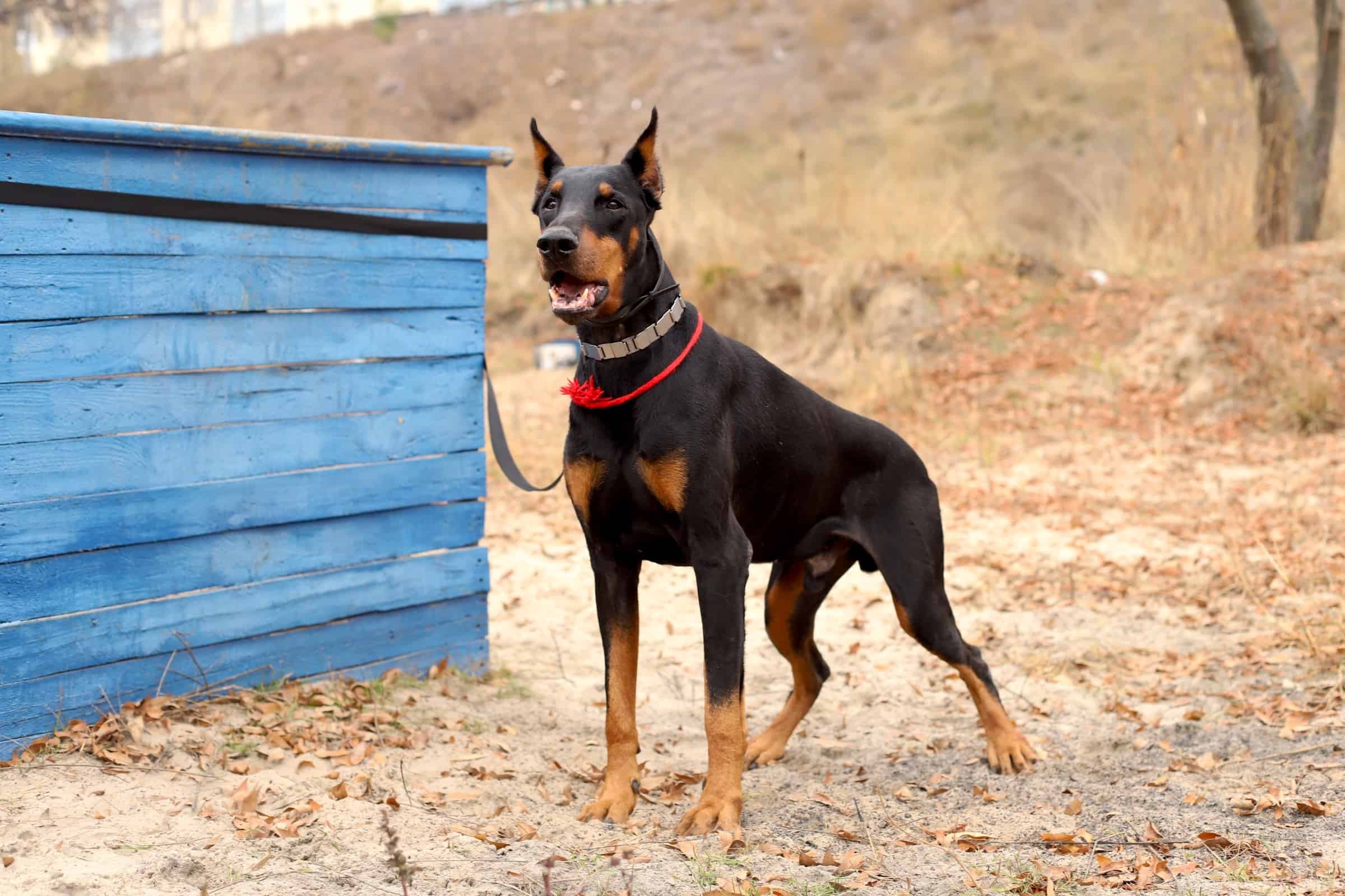 Portachiavi Da Parete In Acciaio Sagomato Doberman - Orecchie Naturali, Modello Large 22,9 Cm - 5 Ganci Per Chiavi, Guinzagli, Collane - Prodotto In Pennsylvania, USA