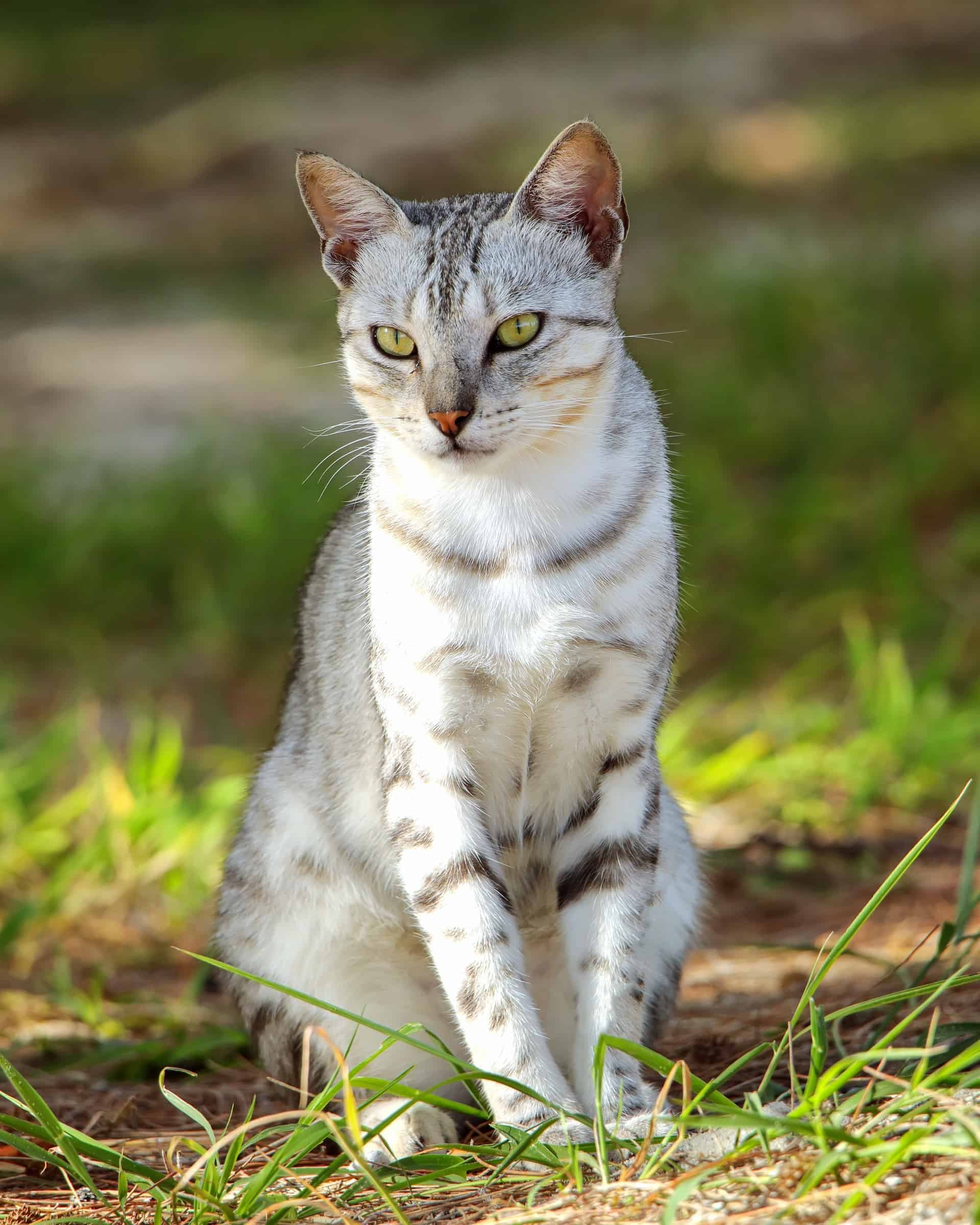 Top 13 Cat Breeds With Very Long Legs (With Pictures & Facts)