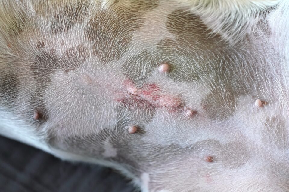 What Should a Spay Incision Look Like? All You Need to Know