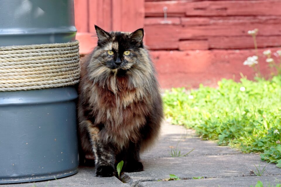 Long Hair Tortoiseshell Cat: Facts, Pictures, Genetics & FAQs
