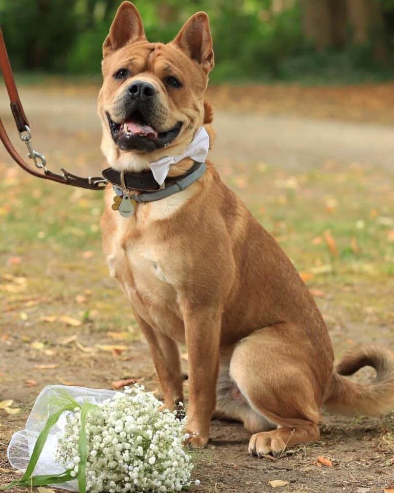 Chow Chow Mixes 28 Different Chow Hybrids (With Pictures)