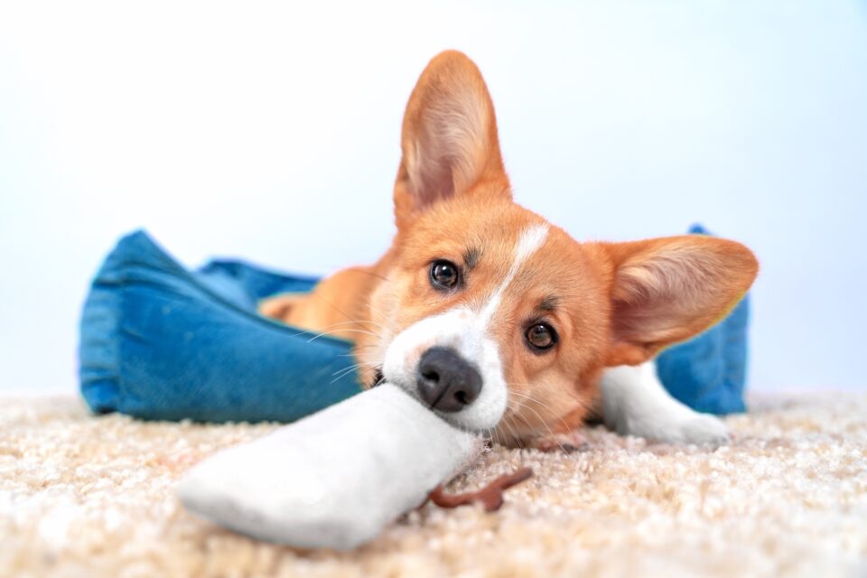 Dog Cobbing 15 Reasons Behind the Behavior & What to Do