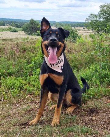 Rottweiler Mixes: 41 Best Rottie Crossbreeds (With Pictures)