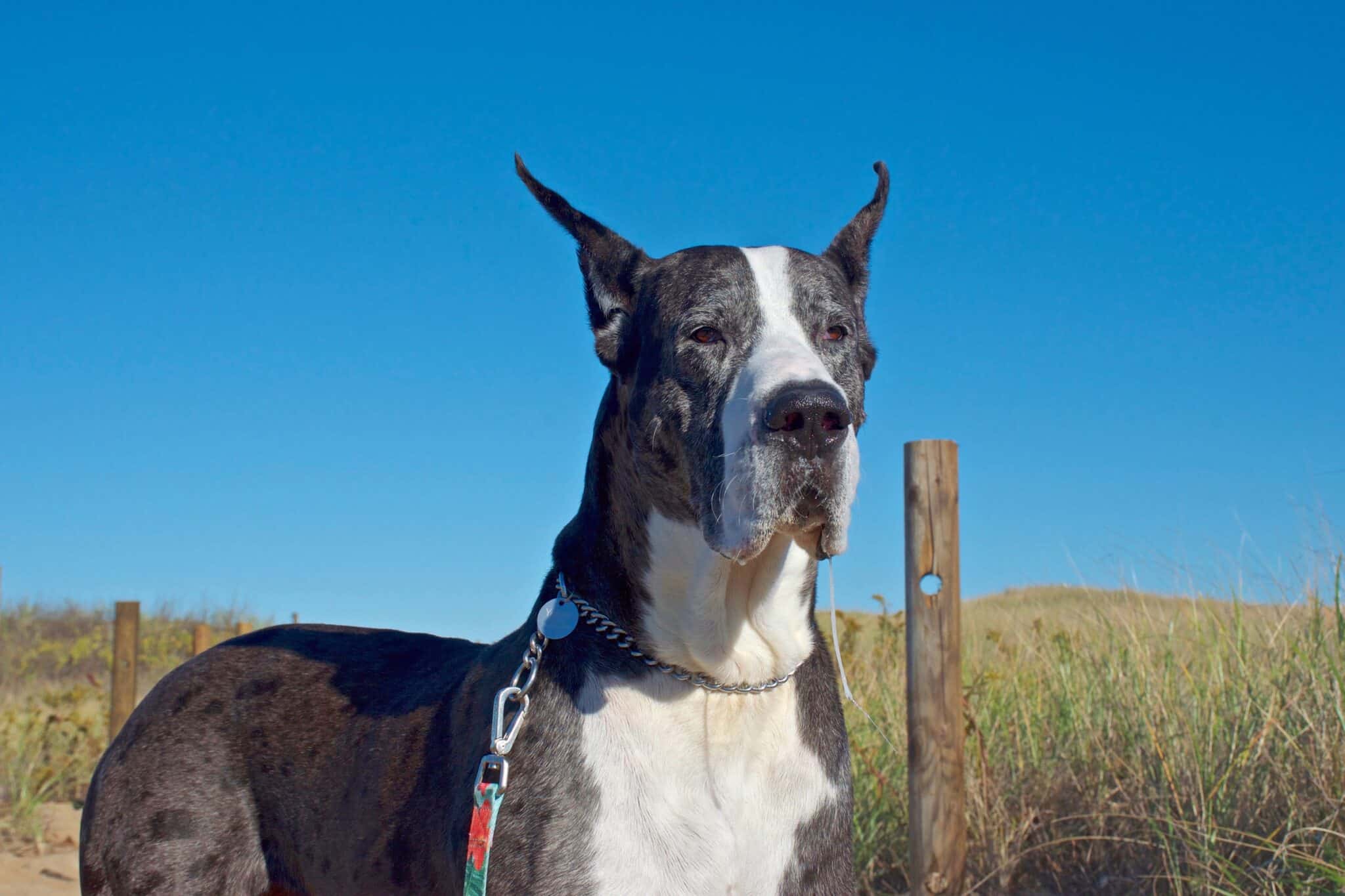 Great Dane Ear Cropping Everything You Need to Know