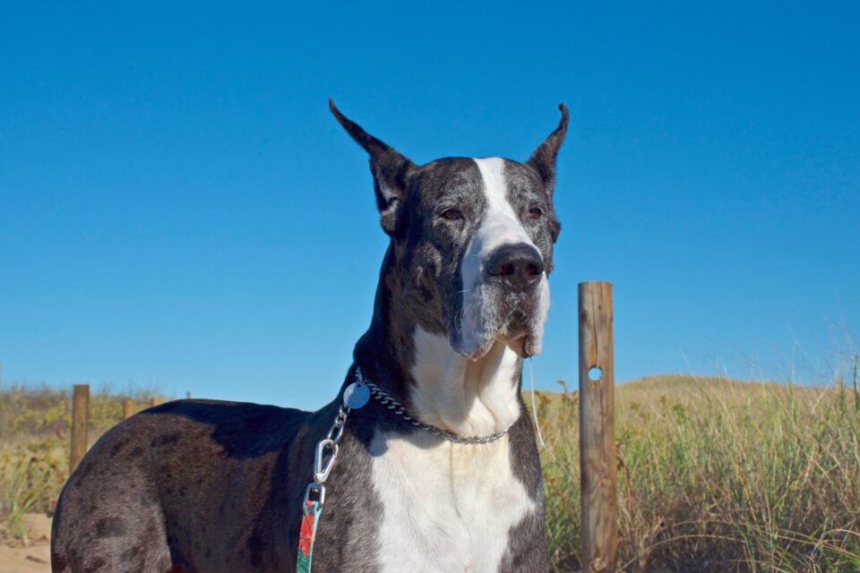 Great Dane Ear Cropping Everything You Need to Know