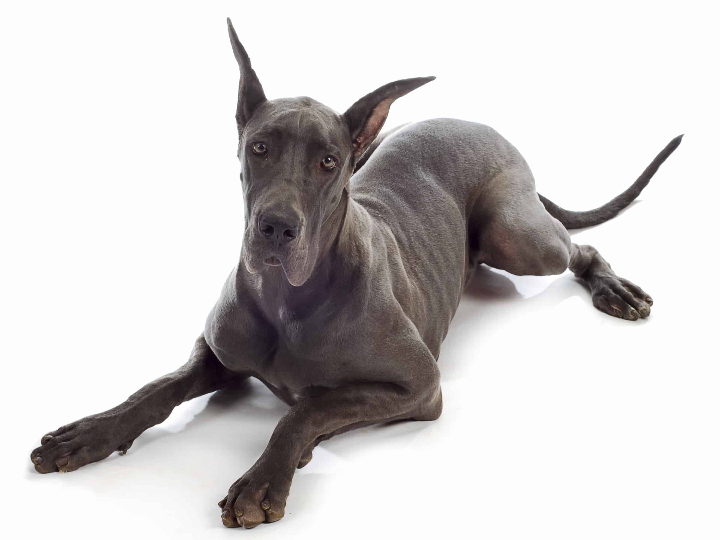 Great Dane Ear Cropping Everything You Need to Know