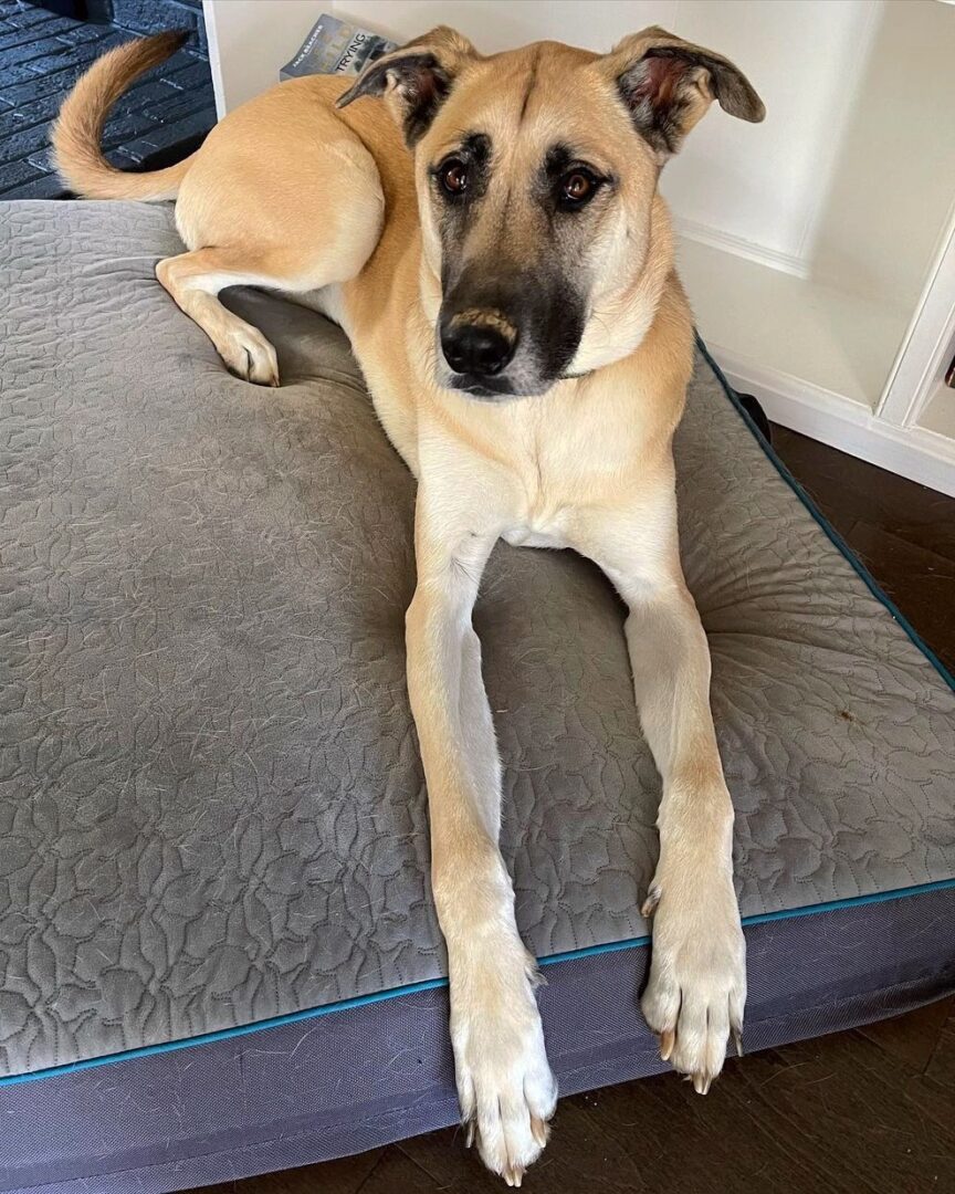 Belgian Malinois Mixes 22 Unique Crossbreeds With Pictures Belgian Malinois Mixes 22 Unique Crossbreeds With Pictures