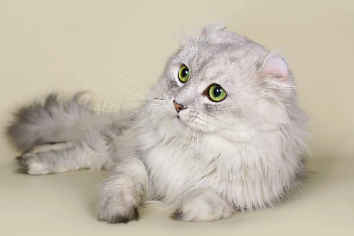 Grey and white American Curl cat