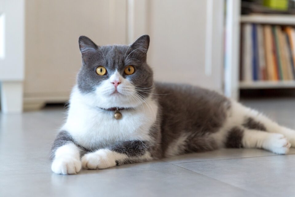 15 Grey and White Cat Breeds You'll Love (With Pictures)
