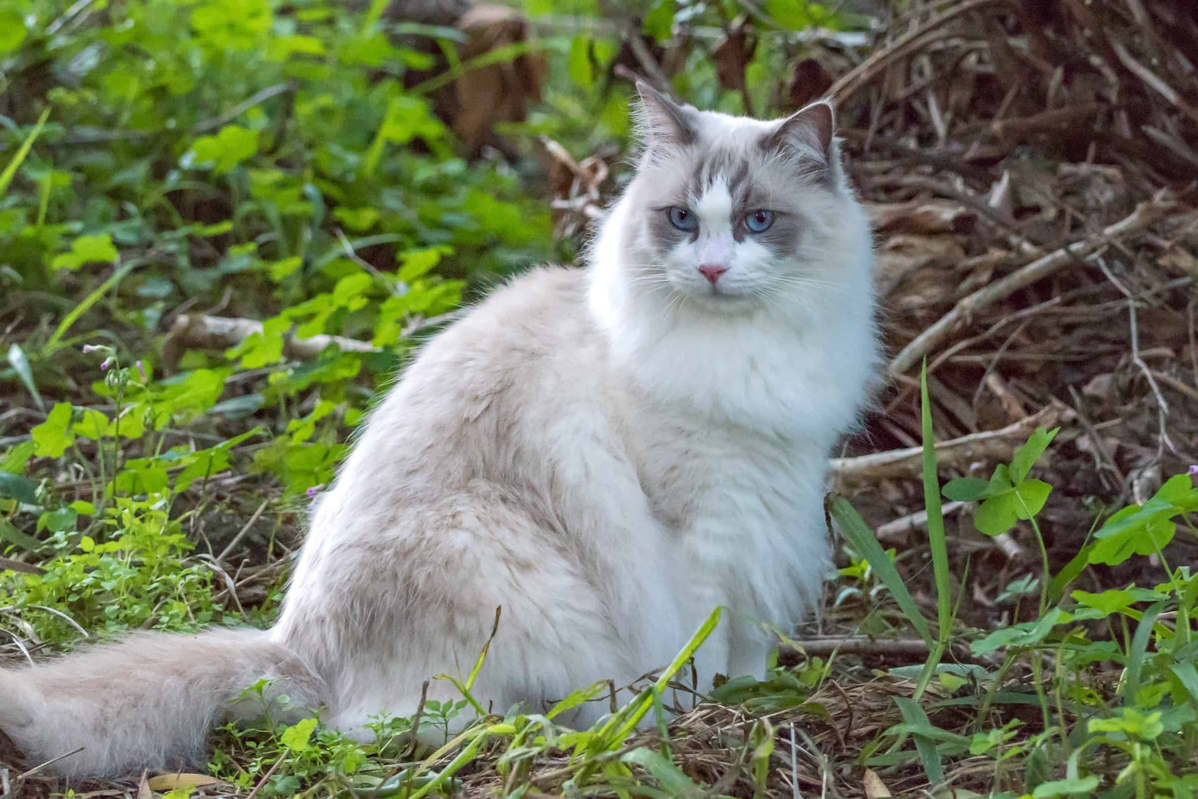15 Grey and White Cat Breeds You'll Love (With Pictures)