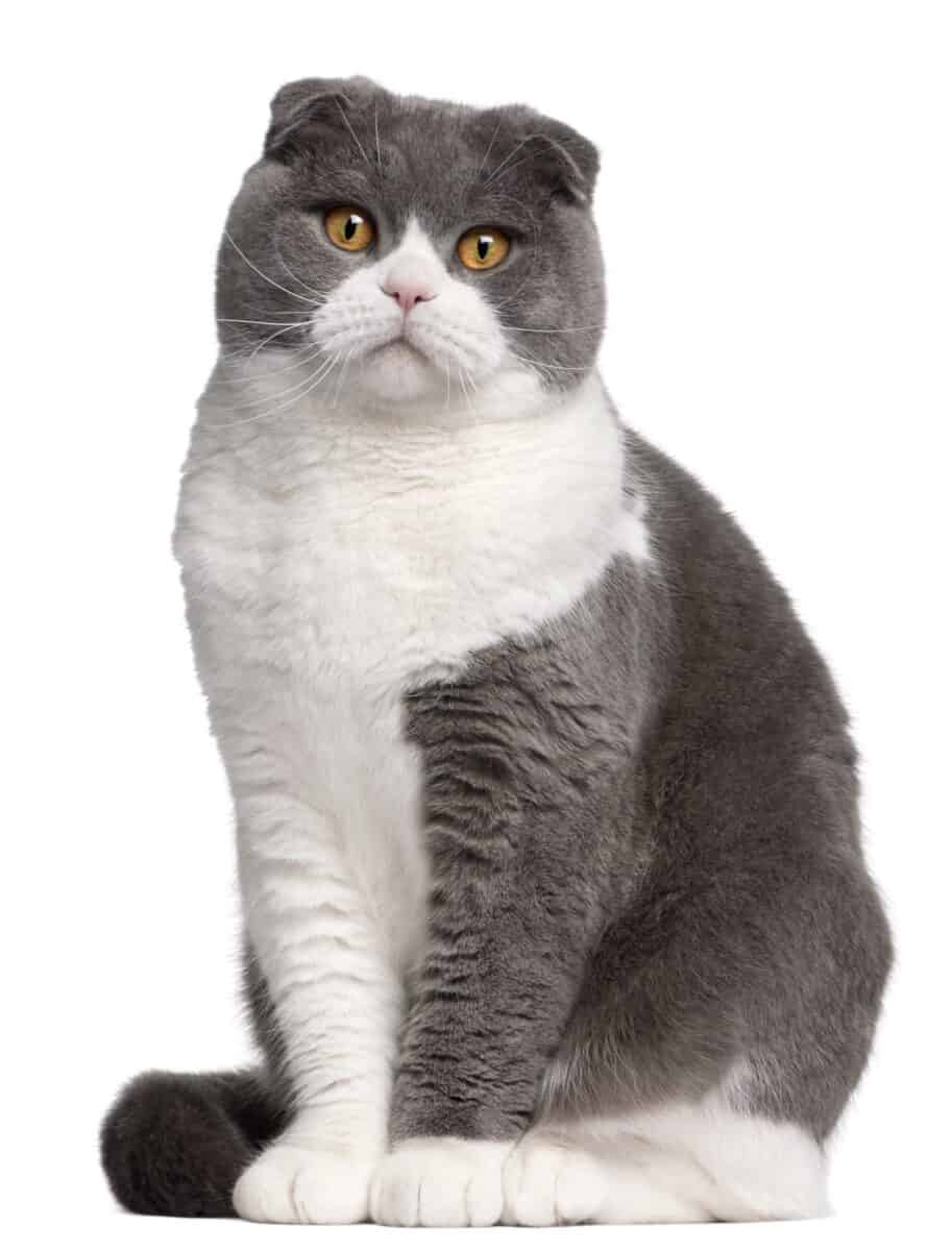 Grey and white Scottish Fold cat