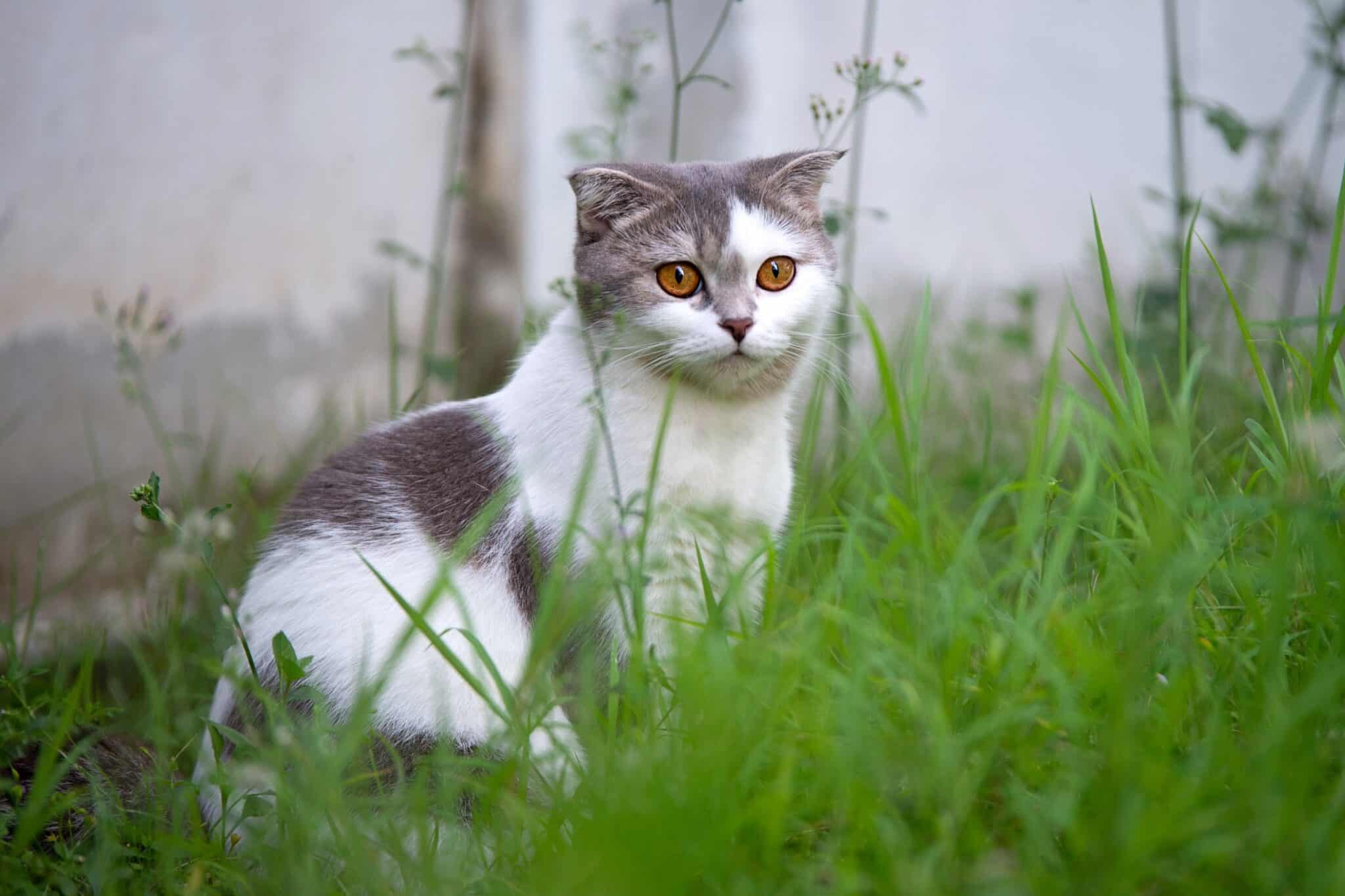 15 Grey and White Cat Breeds You'll Love (With Pictures)