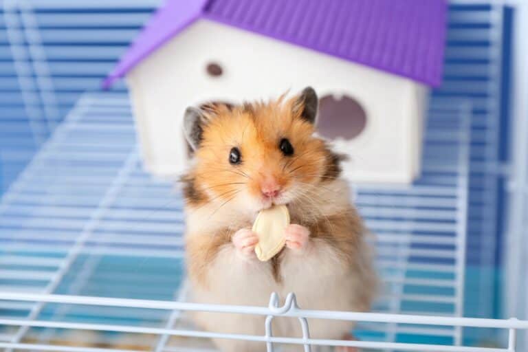 How Much Does a Hamster Cost? (2023 Price Guide)