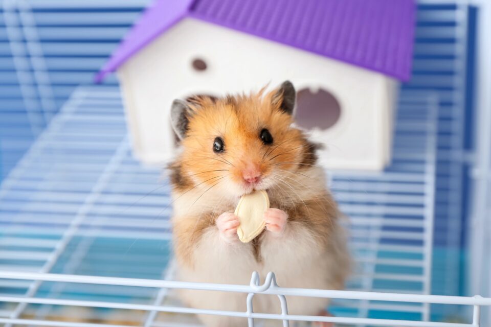 How Much Does A Hamster Cost 2024 Price Guide how-much-does-a-hamster-cost-2024-price-guide