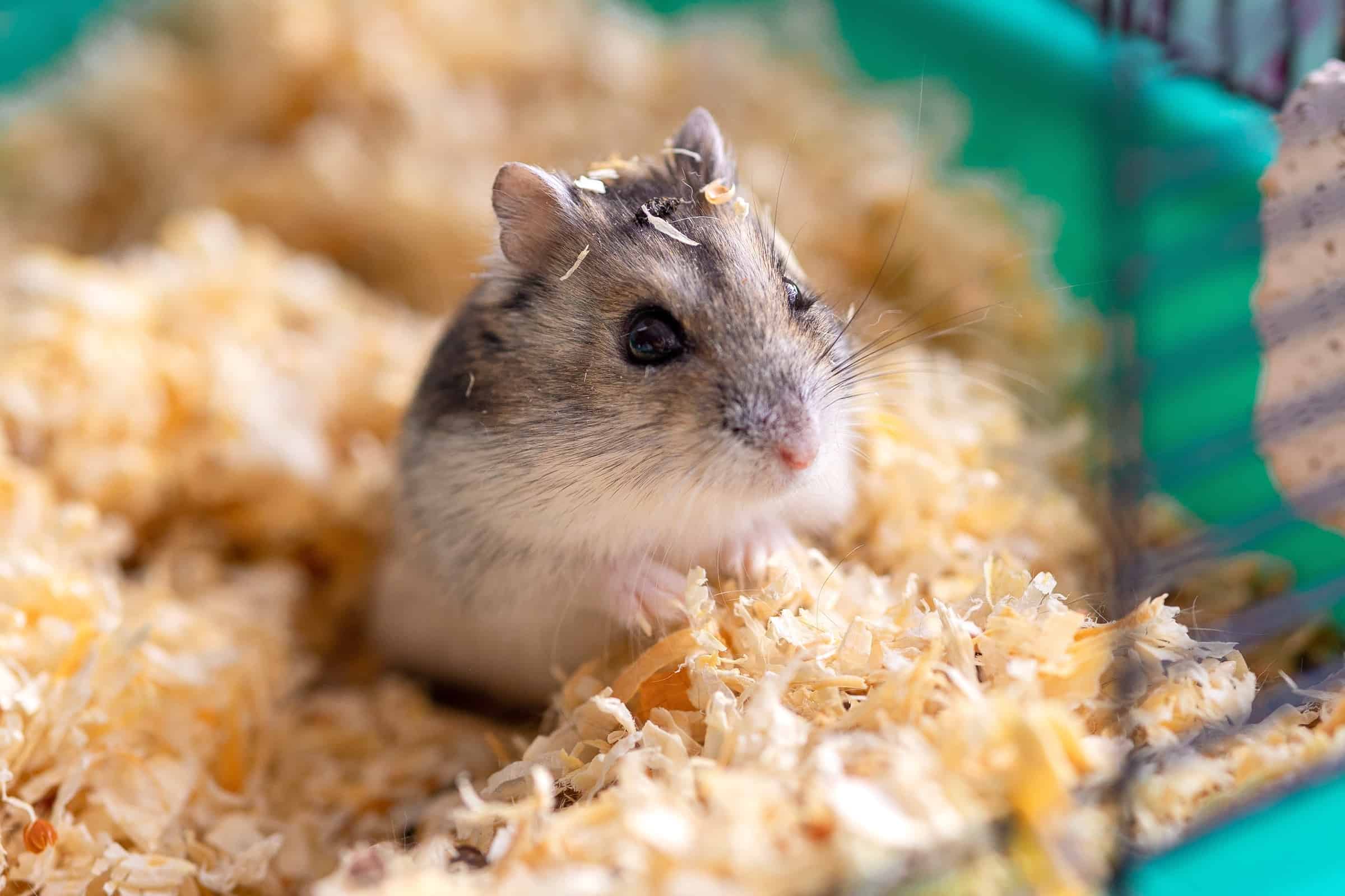 How Much Does a Hamster Cost? (2023 Price Guide)